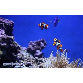 Fototapetas Jūros žuvys, 420x270 cm